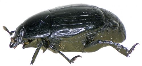 Margarinotus ignobilis